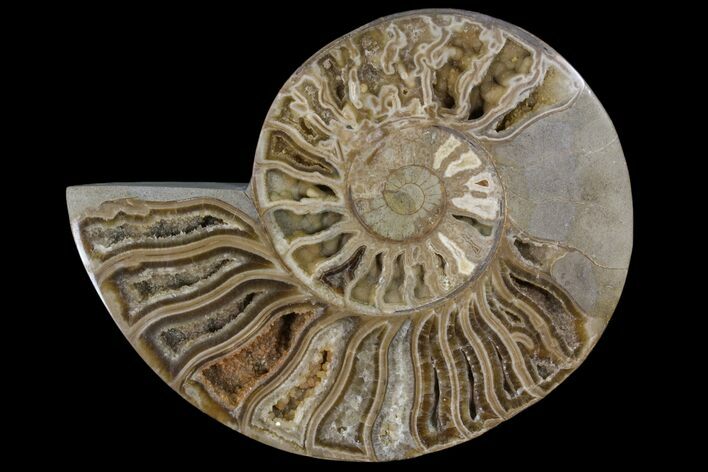 Choffaticeras (Daisy Flower) Ammonite Half - Madagascar #86791